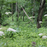 Forest Flowers