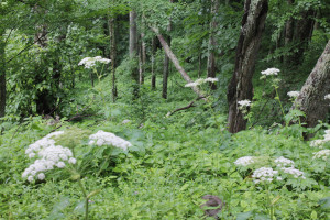 Forest Flowers