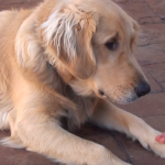 Obedient Dog