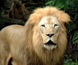 lion