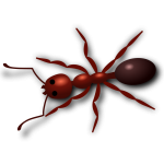 aurium Ant