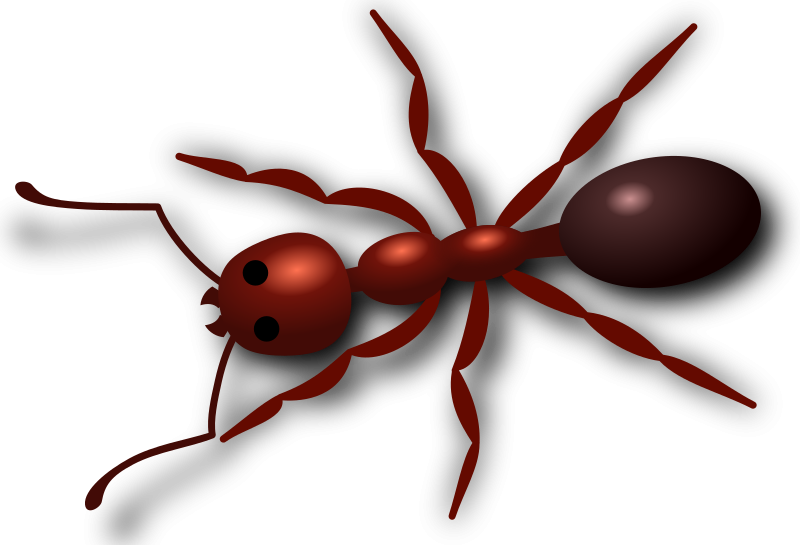 aurium Ant