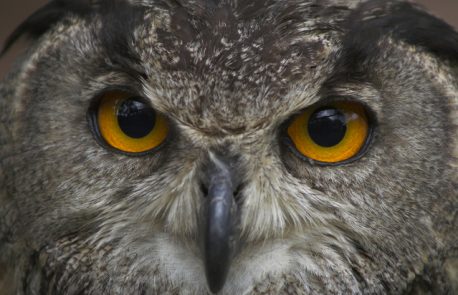owl eyes