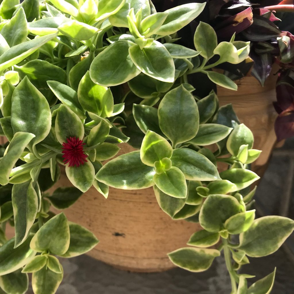 heartleaf-ice-plant