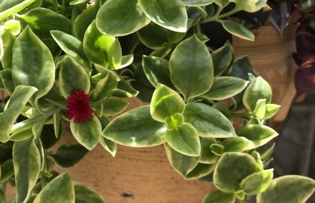 heartleaf-ice-plant